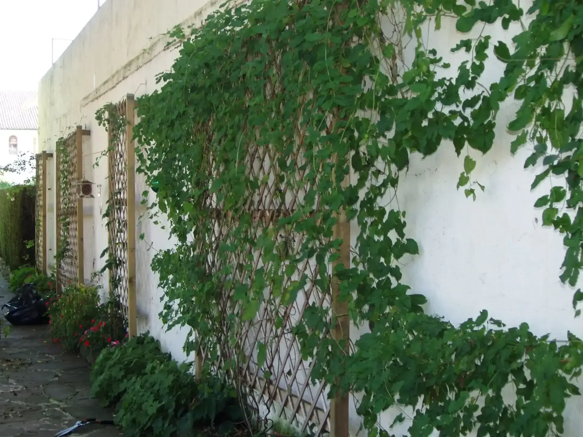 Mur extérieur blanc bordé de plantes grimpantes sur treillis, avec massif fleuri et chemin dallé dans un jardin résidentiel.