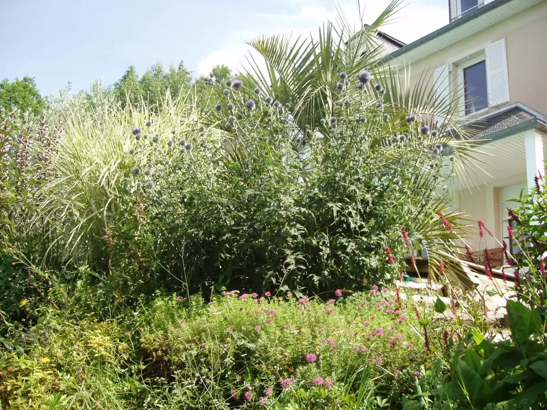 Massif dense de palmiers, graminées et fleurs devant une maison