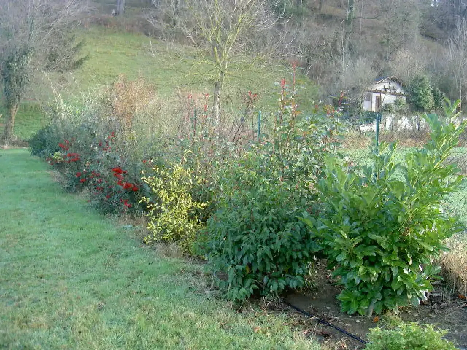 Massif fleuri et arbustif bordant une pelouse dans un jardin extérieur, avec une haie variée et un petit abri.