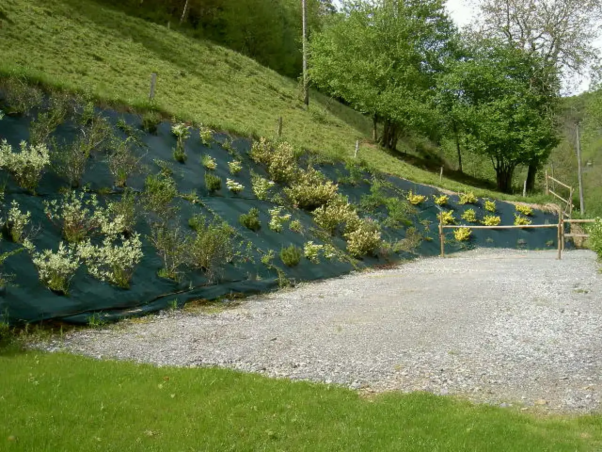 Jeunes arbustes plantés sur toile de paillage, sur un terrain en pente bordé d’une allée.
